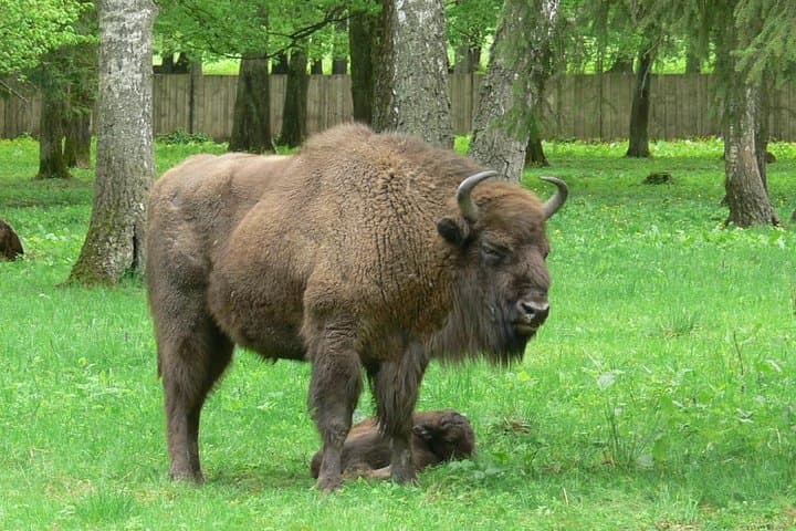Bialowieza National Park Small Group Tour from Warsaw with Lunch included