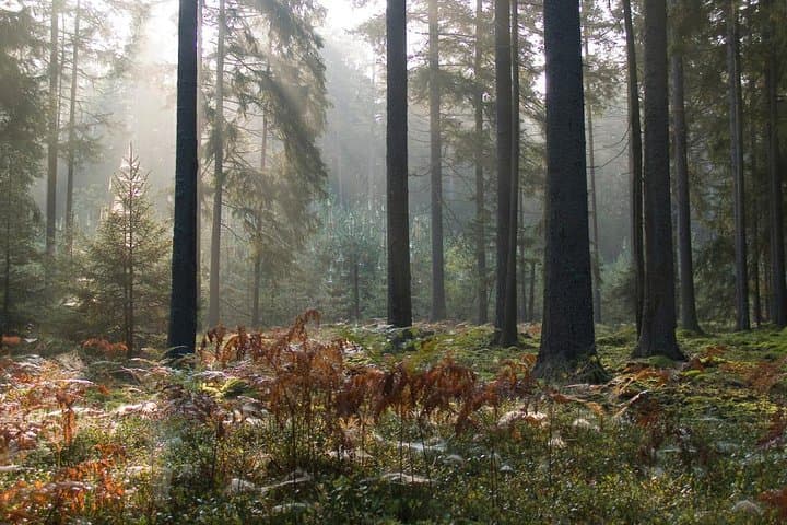 Bialowieza National Park Small Group Tour from Warsaw with Lunch included