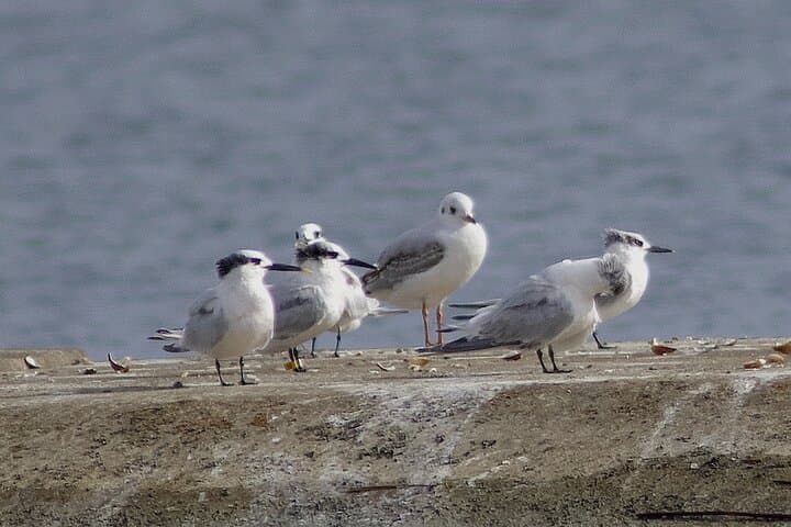 Mewia Lacha Costal Adventure Seagull Shoal