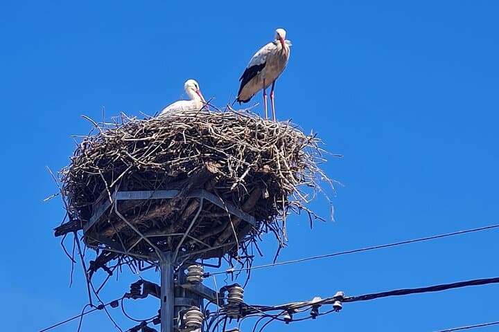 Storks come back to their nest, do it as well
