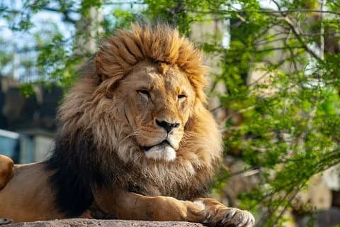 Skip-the-line Oliwa Zoo Gdansk Tour & Private Transport