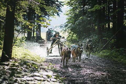 Thrilling Dog Sled Rig Rides in Beskid Wyspowy