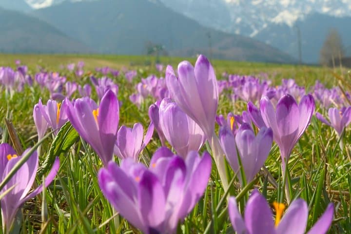 Zakopane and Tatras Mountains Day Tour from Krakow
