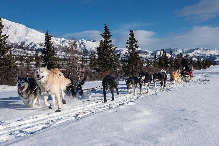 Husky Ride Private Tour from Krakow