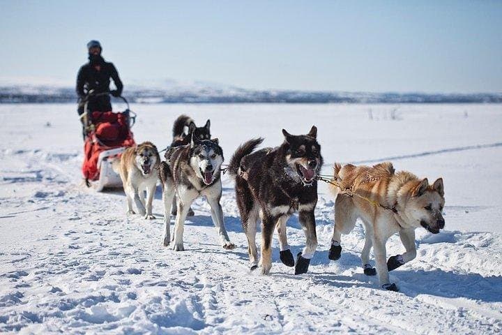 Husky Ride Private Tour from Krakow