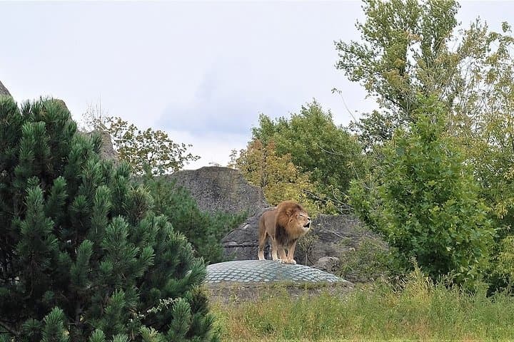 Skip-the-line Oliwa Zoo Gdansk Tour & Private Transport