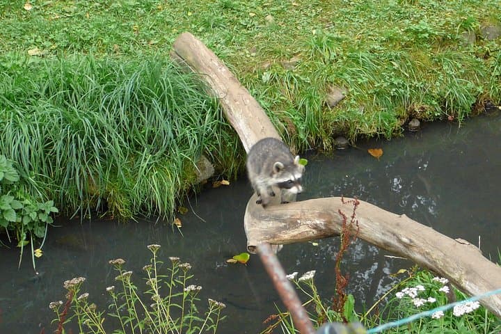 Skip-the-line Oliwa Zoo Gdansk Tour & Private Transport
