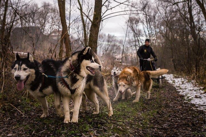 Kraków- An Unforgettable Adventure With Full Dog Sled Ride