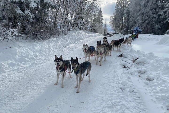 Feel the Magic of Winter with Thrilling Arctic Dog Sled Rides
