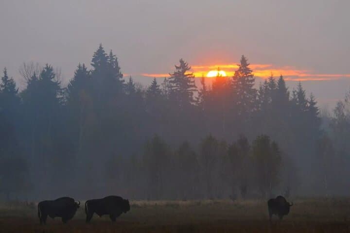 Private Full Day Bison Safari Tour in Bialowieza National Park