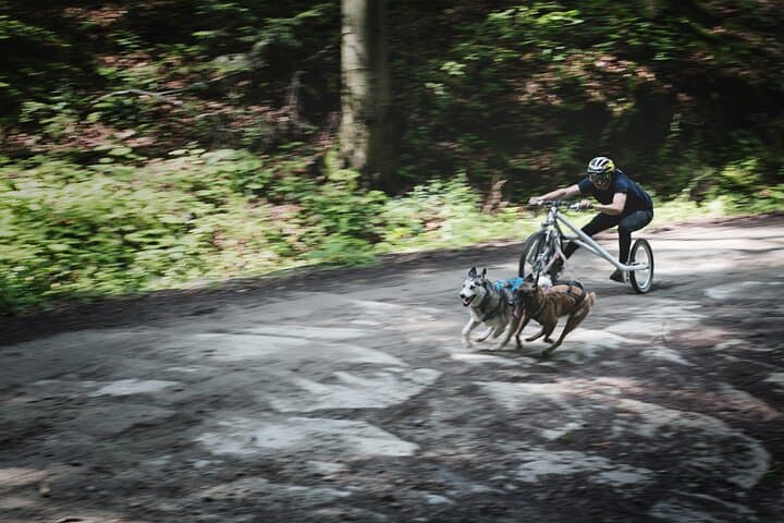 Thrilling Dog Sled Rig Rides in Beskid Wyspowy